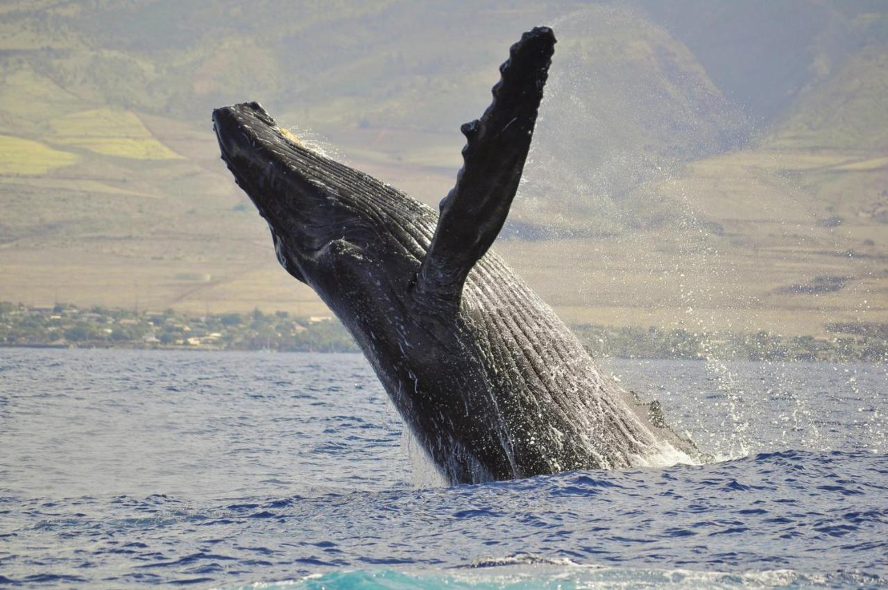 カハナ Paki Maui 424ヴィラ エクステリア 写真